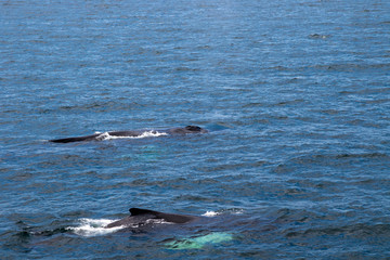 Naklejka premium Mother whale with Calf