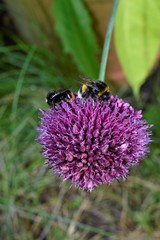 Wandern Niederrhein Wandern Grefrath-Oedt, Hummel und Allium Zwiebel Blüte lila