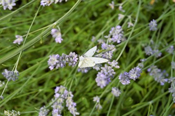 Wandern Niederrhein Wandern Grefrath-Oedt, Schmetterling und Lavendel