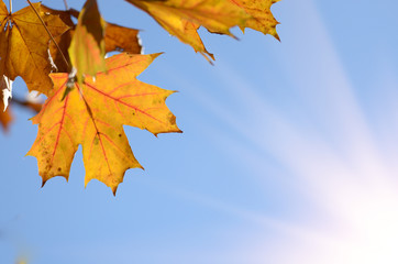 Fototapeta na wymiar Yellow and Red maple leaves during fall season against sunny blue sky