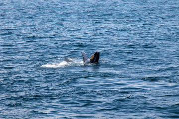 Fototapeta premium Calf Whale showing stomach
