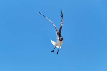 Seagull in Flight Against Blue Sky