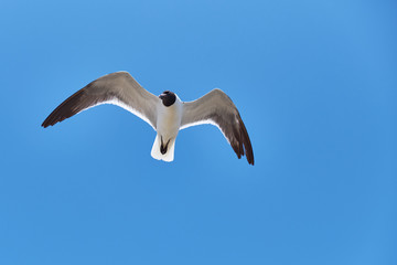Seagull in Flight Against Blue Sky - 211949291