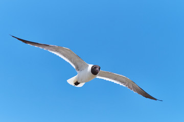 Fototapeta na wymiar Seagull in Flight Against Blue Sky