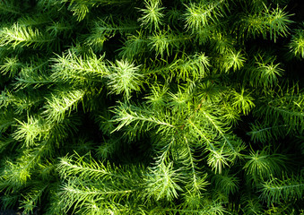 Tannenzweige im Sonnenlicht