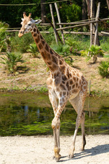 Naklejka premium girafes