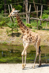 girafes