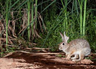 A cottontail rabbit with a big piece of one ear missing is hopping past some cattail reeds and other marsh plants after getting a drink.