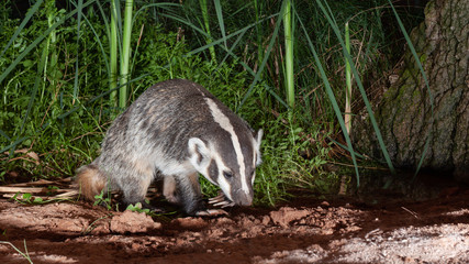 Naklejka premium A badger crosses the water at the base of a small spring where cattails and other water plants grow.