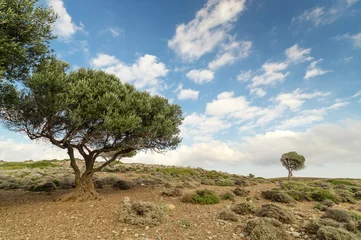Photo sur Plexiglas Olivier Olive tree