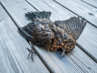 Small dead bird on wood background.