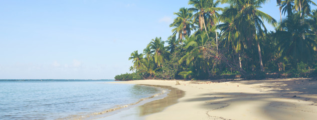 Palmiers verts sur la plage des Caraïbes.