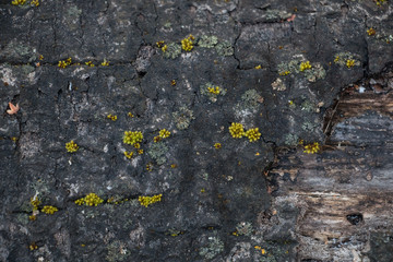 Closeup of old cut tree with fungus and green moss. Wooden background