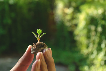 close-up hand of person holding coin with soil and young plant on the top in soft nature background.