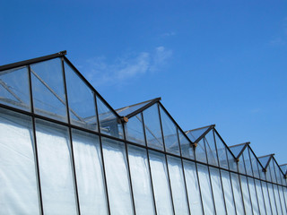 Dutch greenhouses in Westland