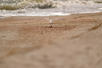 Seagull on the background of the sea shore