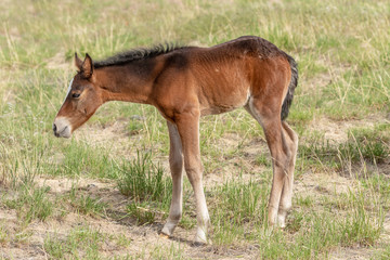 Obraz na płótnie Canvas Cute Wild Horse Foal in Summer