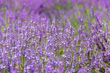 lavender / Sakura lavender land in Sakura city, Chiba prefecture
