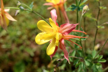 Aquilegia skinneri Tequila Sunrise or Columbine or Granny's bonnet blooming bright red to copper-red, orange with golden yellow center flower in local garden on warm sunny day