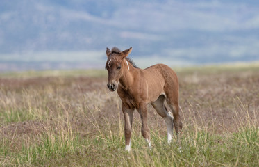 Cute Wild Horse Foal in Summer - 211950453