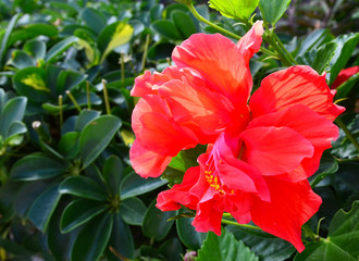 Red Hibiscus flower (China rose,Chinese hibiscus,Hawaiian hibiscus) in a tropical garden of Tenerife,Canary Islands,Spain.Floral background.Selective focus.