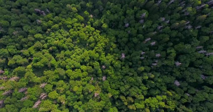 Great smoky mountains areal view. Camera is rotaiting above the trees.
