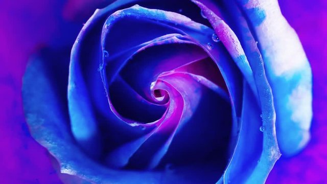 Top view of a beautiful rose in spreading paint. Close-up