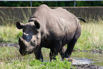 Obraz premium rhinocéros