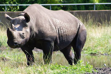 Obraz premium rhinocéros