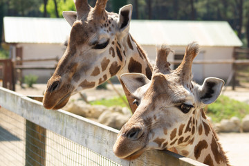 Naklejka premium girafes