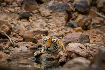 Naklejka na ściany i meble A tigress cooling off in water hole at ranthambore national park