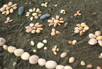 sea flowers, stones