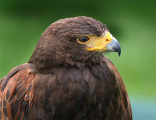 Harris Hawk.