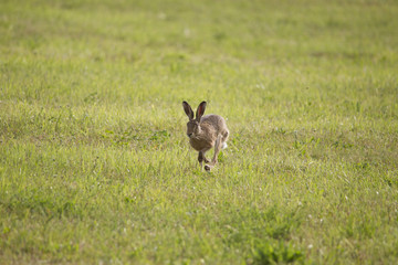Obraz na płótnie Canvas A young hare is hopping over a green mown meadow
