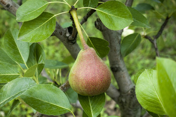 Branch with red pear with green leaf. Natural background