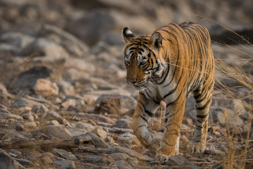 An evening with a tigress