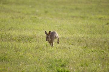 A young hare is hopping over a green mown meadow