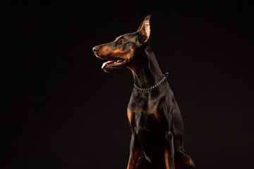 Portrait of doberman pinscher on black background