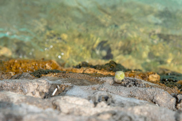 Sea