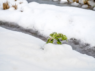 Green plant grow over snow in winter