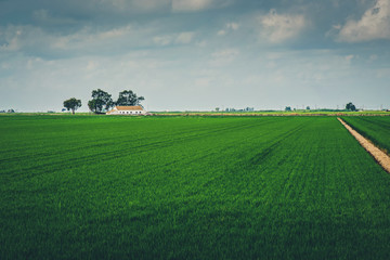 Road in a field