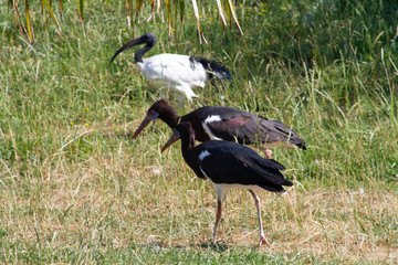 ibis