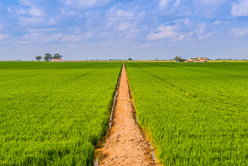 Road in a field