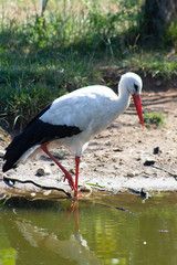cigogne