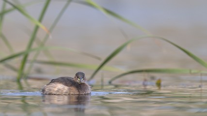 Little Grebe (Tachybaptus ruficollis), Crete 
