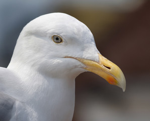 Large Herring Gull at seaside resort looking for food.