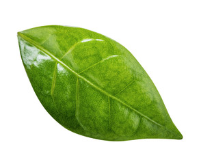 Coffee leaf isolated on white background. Clipping path.