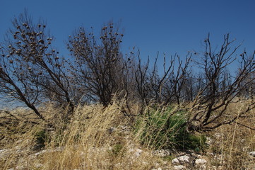 Verkohlte Kiefernreste an frankreichs Mittelmeerküste
