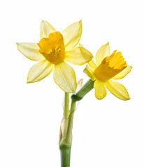 Fresh narcissus isolated on white background. Clipping path
