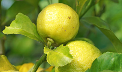 Brotes de un limonero con limones